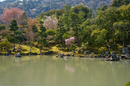 Pond garden with spring blossoms, Arashiyama