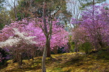 Fototapeta premium Spring azaleas on mossy hillside