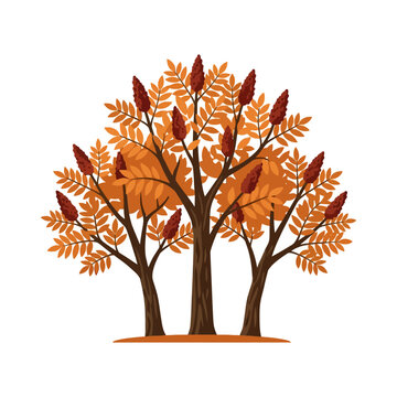 A staghorn sumac tree with orange leaves and red berries