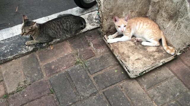 Two domestic cats, one tabby and one ginger, resting on a brick pathway next to a concrete structure.
