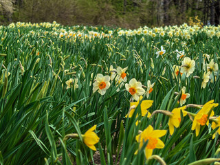 Fototapeta premium Scenic Field of Daffodils Blooming in Spring