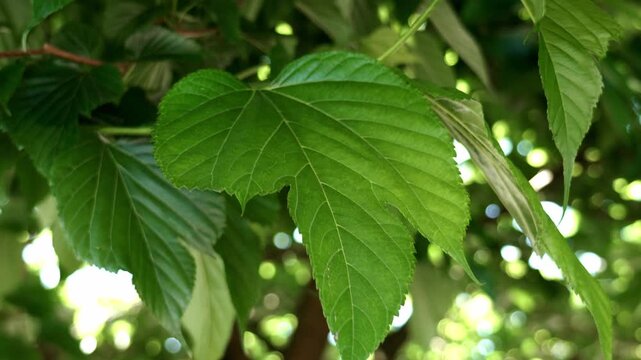 Fresh green foliage of Morus alba tree in a garden environment. Detailed leaf veins and serrated edges against a soft blurred background