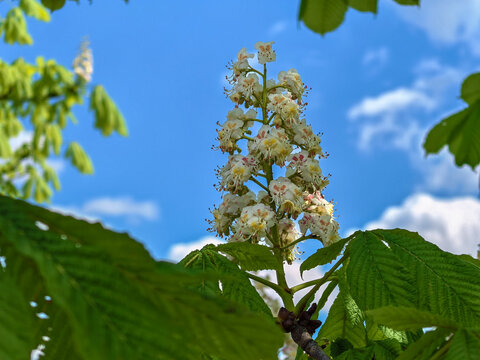 Horse chestnut tree blossom candle against bright blue spring sky