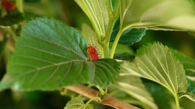 Unripe red mulberry berry growing on tree branch with green leaves. Close-up of Morus alba fruit in summer garden