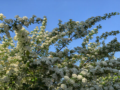 Blooming spiraea branches with white flowers against blue sky in spring