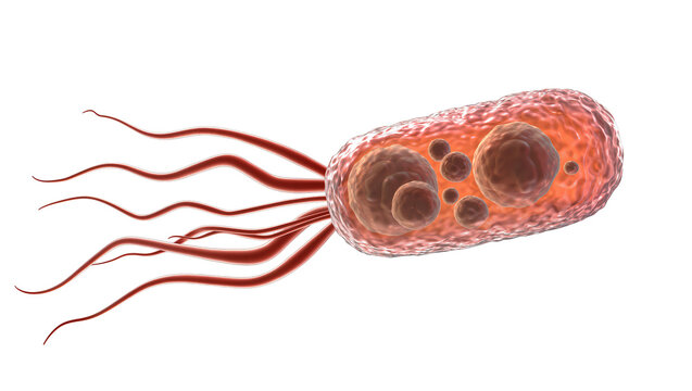 Rod-shaped bacterium with multiple flagella, isolated on transparent background