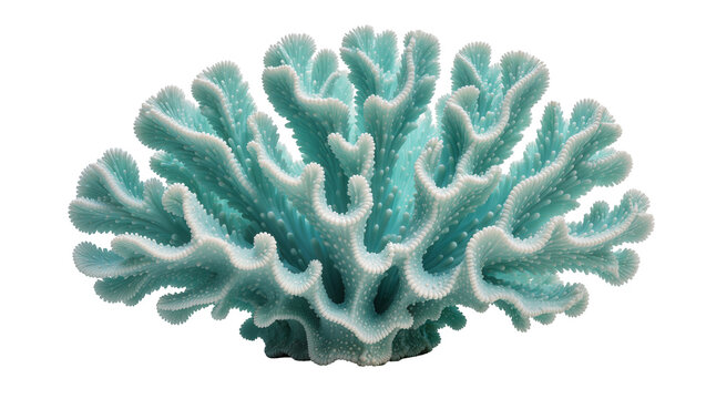 Blue coral with intricate branching structures, isolated on transparent background
