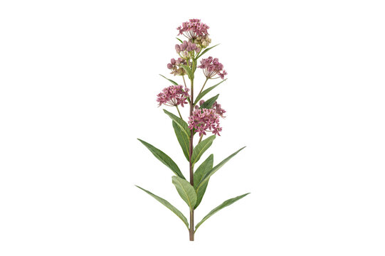 A single stem of pink swamp milkweed flowers with green leaves, isolated on a black background, showcasing natural botanical beauty and texture