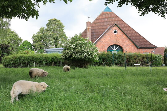 Schafe vor einem alten Bauernhaus in Dannau, einem Ortsteil der Stadt Oldenburg in Holstein