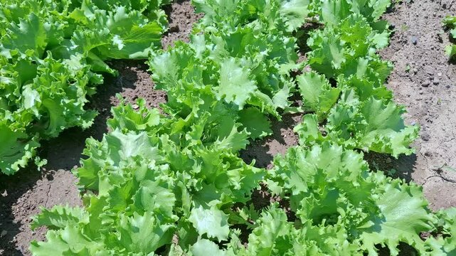 Fresh green lettuce growing on garden bed in open ground under bright sunlight. Rows of vibrant leaf salad ripening in soil of local farm. Agricultural, organic farming, healthy eating, harvest themes