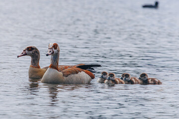 egyptian goose with chicks babies, family © Valerie