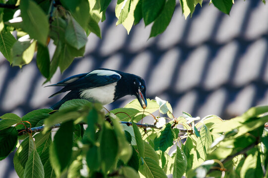 magpie on a branch, eating