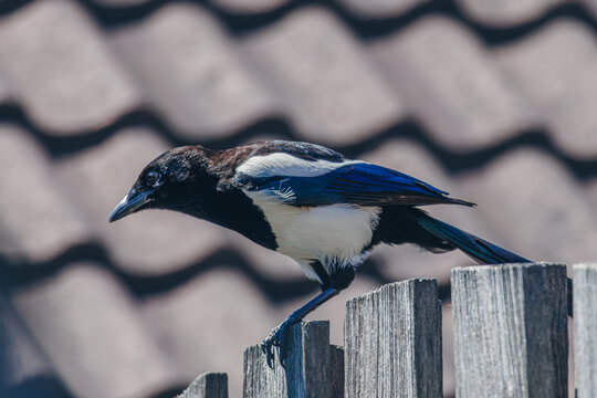 eurasian magpie, pica pica, on a fence