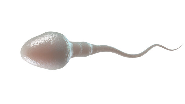 Isolated detailed 3D render of a human sperm cell, biology and reproductive health concept