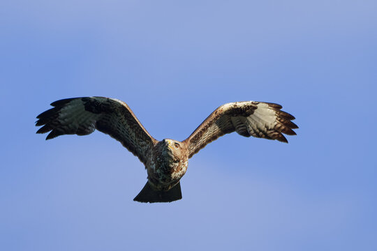 La buse variable