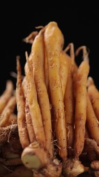 Pile of fresh raw fingerroot roots slowly rotating black background, traditional Thai herb.
