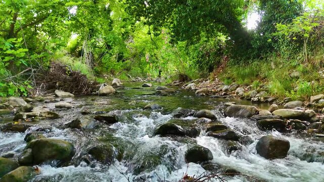 Cinematic crystal clear mountain creek flowing through lush green Mediterranean forest with stones and pink oleander flowers, ancient Stratonikeia Eskihisar Yatagan Mugla Turkey