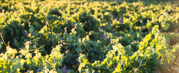 Fototapeta premium Sunlit Grapevines in Golden Vineyard Rows