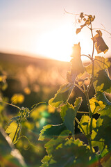 Fototapeta premium Grapevine Leaves Glowing in Golden Sunset