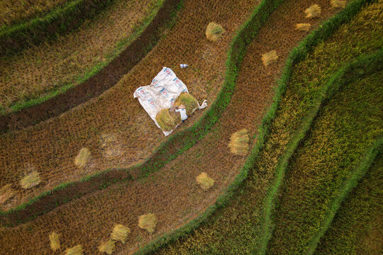 Aerial view of a farmer working on harvested rice terraces in Ngendrosari, with golden stalks and green ridges in Kajoran, Central Java, Indonesia.
