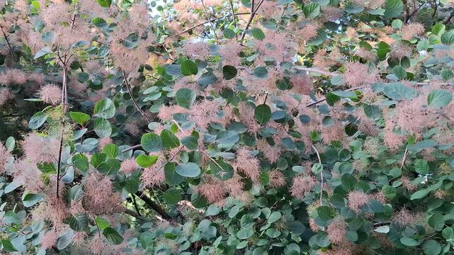 Vibrant blooming cotinus coggygria shrub covered with cloudlike pink panicles. This smoke tree texture showcases a wonderful combination of fresh foliage and unique fuzzy ornamental inflorescences 