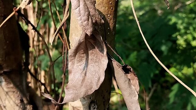 Centered close up of a single static brown dead leaf hanging against a tree trunk.
