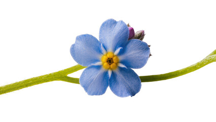 Isolated delicate blue forget-me-not flower on a green stem with developing buds © Gabriel