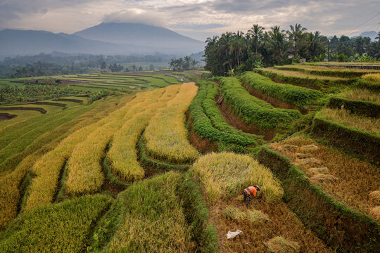 Aerial view of Ngendrosari rice terraces, featuring a farmer harvesting golden rice crops amidst lush green hills and palm trees in Kajoran, Central Java, Indonesia.