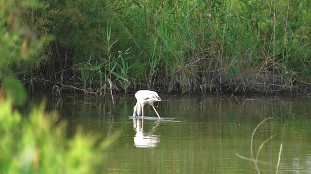 White Spoonbill Foraging Slowly in a Quiet Wetland