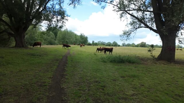 Alwalton Farmland, Peterborough, England, UK - 09 June 2026: Point of view, gimbal stabalised walking footage on a public footpath where brown cows graze on the land. As I walk through they run away.
