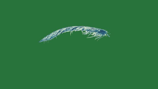 A blue feather on green background and with bird flying in the air wave middle green screen design motion frame