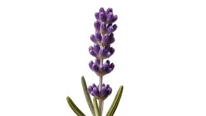 Isolated fresh purple lavender flower sprig, fragrant aroma, aromatic herb plant blossom © ROCKETX