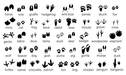 Fototapeta premium Animal tracks. Black silhouette icons. Paw prints various shapes. Wildlife imprint. Bird trails. Predators and herbivores steps. Tracers with hunting inscription. Vector zoo footsteps set