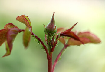 Fototapeta premium many insect pests green aphids crawling on rose leaves in summer garden