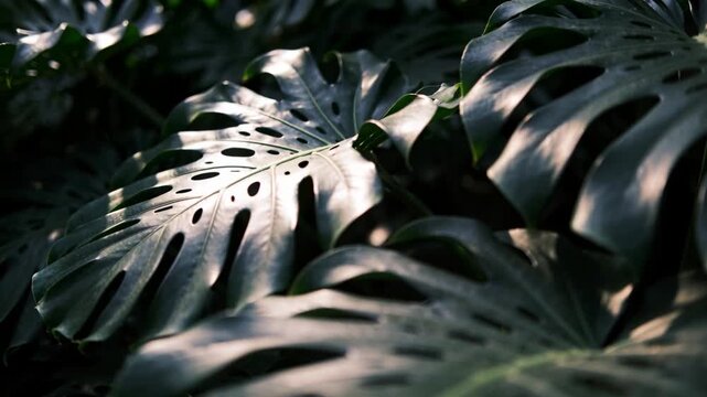 Shifting dappled sunlight revealing glossy Monstera leaves in greenhouse, highlighting petiole stub