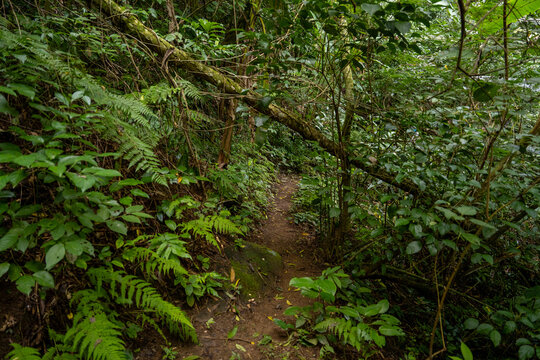 Narrow dirt trail winding through a dense tropical jungle with lush green foliage and fallen tree branches