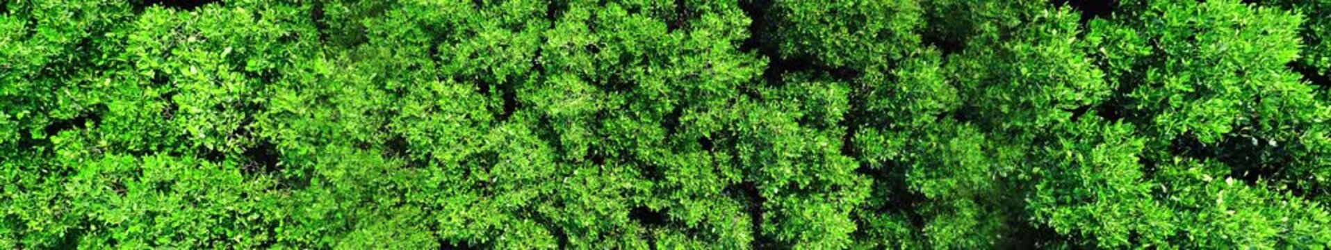 Aerial Top View of Lush Green Forest Canopy, Tropical Jungle Treetops Nature Animation, Widescreen Loop