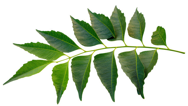 Isolated fresh green plant branch with natural texture, healthy foliage and vibrant leaves