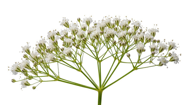 Isolated delicate white flowers and green buds with slender stems, perfect for spring decoration.