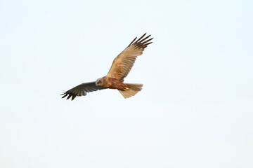 Fototapeta premium Marsh Harrier Hunting over a Green Grain Field by the Road