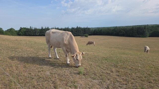 Vache race blonde d'Aquitaine broutant dans le pr&eacute;, paysage rural sud-ouest de la France