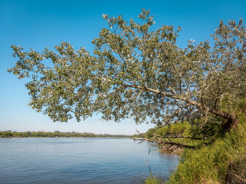 A detailed view of a lush green tree  stretching horizontally over the calm blue waters of the Vistula River under a bright summer sky.