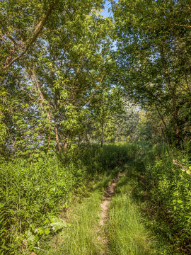 A narrow dirt footpath winding through tall green grass and sun-dappled trees.