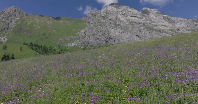 alpage en fleur