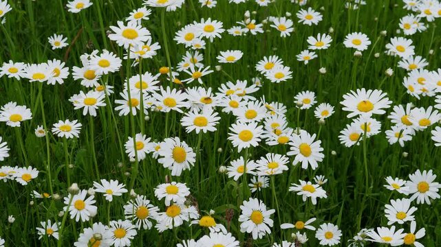 Close ground-level view of dense daisy meadow with white petals, yellow centers, and lush green grass covering frame in bright natural daylight, creating calm floral texture and fresh