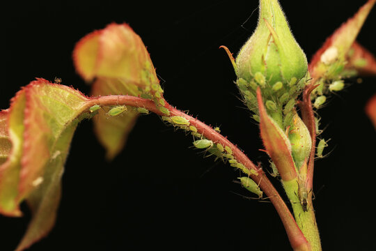 nature with insect pests green aphids crawling on the leaves and bud of a rose flower in a summer garden
