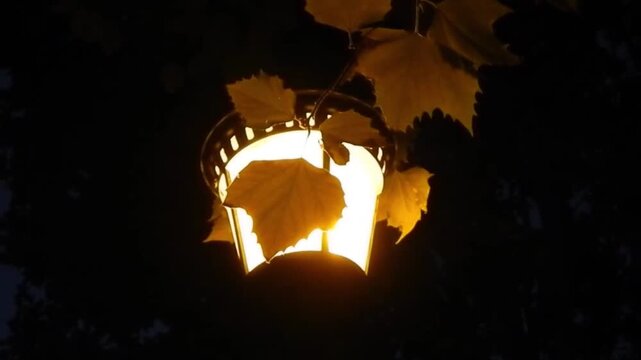 Light of lantern in the darkness under trees and branch of Platanus, Acerifolia with orange leaves slowly moved by wind - slow motion. Topics: electricity, energy, glowing lantern, autumn leaves