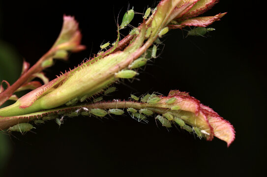 close-up with insect pests green aphids crawling on leaves and bud of rose flower in summer garden on black background