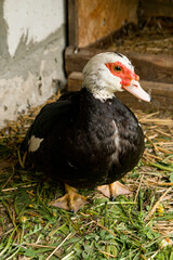 Obraz premium mallard duck in the nest on the farm