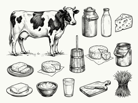 Hand drawn black ink sketch of holstein cow and dairy product set isolated on white background
